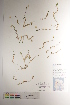  ( - CCDB-34697-A05)  @11 [ ] CreativeCommons - Attribution (2019) CBG Photography Group Centre for Biodiversity Genomics