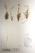  ( - CCDB-34697-E01)  @11 [ ] CreativeCommons - Attribution (2019) CBG Photography Group Centre for Biodiversity Genomics