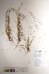  ( - CCDB-34697-E02)  @11 [ ] CreativeCommons - Attribution (2019) CBG Photography Group Centre for Biodiversity Genomics