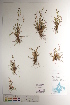  ( - CCDB-34697-E05)  @11 [ ] CreativeCommons - Attribution (2019) CBG Photography Group Centre for Biodiversity Genomics
