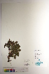  ( - CCDB-34697-F02)  @11 [ ] CreativeCommons - Attribution (2019) CBG Photography Group Centre for Biodiversity Genomics