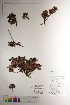  ( - CCDB-34697-F04)  @11 [ ] CreativeCommons - Attribution (2019) CBG Photography Group Centre for Biodiversity Genomics