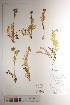  ( - CCDB-34697-H02)  @11 [ ] CreativeCommons - Attribution (2019) CBG Photography Group Centre for Biodiversity Genomics