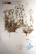 ( - CCDB-34697-H07)  @11 [ ] CreativeCommons - Attribution (2019) CBG Photography Group Centre for Biodiversity Genomics