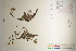  ( - CCDB-25848-G11)  @11 [ ] CreativeCommons - Attribution (2019) CBG Photography Group Centre for Biodiversity Genomics