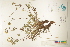  ( - CCDB-25848-H01)  @11 [ ] CreativeCommons - Attribution (2019) CBG Photography Group Centre for Biodiversity Genomics