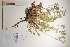  ( - CCDB-25848-H08)  @11 [ ] CreativeCommons - Attribution (2019) CBG Photography Group Centre for Biodiversity Genomics