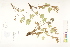 ( - CCDB-25849-C03)  @11 [ ] CreativeCommons - Attribution (2019) CBG Photography Group Centre for Biodiversity Genomics