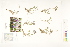  ( - CCDB-25849-C04)  @11 [ ] CreativeCommons - Attribution (2019) CBG Photography Group Centre for Biodiversity Genomics