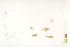  (Huperzia arctica - CCDB-25849-F02)  @11 [ ] CreativeCommons - Attribution (2019) CBG Photography Group Centre for Biodiversity Genomics