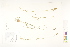  ( - CCDB-25849-G06)  @11 [ ] CreativeCommons - Attribution (2019) CBG Photography Group Centre for Biodiversity Genomics