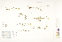  ( - CCDB-25849-H06)  @11 [ ] CreativeCommons - Attribution (2019) CBG Photography Group Centre for Biodiversity Genomics