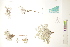  ( - CCDB-34697-H06)  @11 [ ] CreativeCommons - Attribution (2019) CBG Photography Group Centre for Biodiversity Genomics