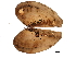  (Nuculana pernula - BIOUG12646-F09)  @14 [ ] CreativeCommons - Attribution (2014) CBG Photography Group Centre for Biodiversity Genomics