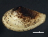  ( - BIOUG12670-B07)  @11 [ ] CreativeCommons - Attribution (2014) CBG Photography Group Centre for Biodiversity Genomics