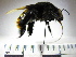  (Eulaema bombiformis - BB1003)  @14 [ ] CreativeCommons - Attribution Non-Commercial No Derivatives (2011) Dr. Berry Brosi Emory University