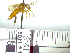  (Osiris sp - BB1406)  @12 [ ] CreativeCommons - Attribution Non-Commercial No Derivatives (2011) Dr. Berry Brosi Emory University