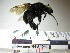  (Eulaema sp - BB1543)  @15 [ ] CreativeCommons - Attribution Non-Commercial No Derivatives (2011) Dr. Berry Brosi Emory University