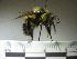  ( - BB2806)  @13 [ ] CreativeCommons - Attribution Non-Commercial No Derivatives (2011) Dr. Berry Brosi Emory University