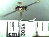  ( - BB3065)  @13 [ ] CreativeCommons - Attribution Non-Commercial No Derivatives (2011) Dr. Berry Brosi Emory University