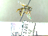  (Halictus seladonia - BB3251)  @14 [ ] CreativeCommons - Attribution Non-Commercial No Derivatives (2011) Dr. Berry Brosi Emory University