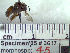  (Exomalopsis sp - BB3617)  @13 [ ] CreativeCommons - Attribution Non-Commercial No Derivatives (2011) Dr. Berry Brosi Emory University