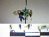 ( - BB770)  @11 [ ] CreativeCommons - Attribution Non-Commercial No Derivatives (2011) Dr. Berry Brosi Emory University