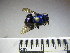  (Euglossa mixta - BB840)  @14 [ ] CreativeCommons - Attribution Non-Commercial No Derivatives (2011) Dr. Berry Brosi Emory University