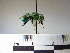  ( - BB893)  @11 [ ] CreativeCommons - Attribution Non-Commercial No Derivatives (2011) Dr. Berry Brosi Emory University