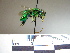  ( - BBEugl05 1)  @11 [ ] CreativeCommons - Attribution Non-Commercial No Derivatives (2011) Dr. Berry Brosi Emory University