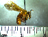  (Ptilotrigona - BBIso05 585)  @15 [ ] CreativeCommons - Attribution Non-Commercial No Derivatives (2011) Dr. Berry Brosi Emory University