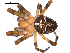  ( - 01-BB09CN-G04)  @13 [ ] CreativeCommons - Attribution (2010) Gergin Blagoev, Centre for Biodiversity Genomics Centre for Biodiversity Genomics