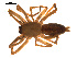  ( - CCDB-04285-E05)  @13 [ ] CreativeCommons - Attribution (2009) Gergin Blagoev, Centre for Biodiversity Genomics Centre for Biodiversity Genomics