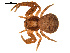  ( - CCDB-04285-F10)  @13 [ ] CreativeCommons - Attribution (2009) Gergin Blagoev, Centre for Biodiversity Genomics Centre for Biodiversity Genomics