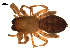  ( - CCDB-04285-G11)  @13 [ ] CreativeCommons - Attribution (2009) Gergin Blagoev, Centre for Biodiversity Genomics Centre for Biodiversity Genomics