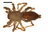  (Clubiona kulczynskii - CCDB-04286-C09)  @14 [ ] CreativeCommons - Attribution (2009) Gergin Blagoev, Centre for Biodiversity Genomics Centre for Biodiversity Genomics