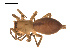  ( - CCDB-04286-G11)  @13 [ ] CreativeCommons - Attribution (2009) Gergin Blagoev, Centre for Biodiversity Genomics Centre for Biodiversity Genomics