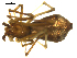  ( - CCDB-05155-D03)  @12 [ ] CreativeCommons - Attribution (2010) Gergin Blagoev, Centre for Biodiversity Genomics Centre for Biodiversity Genomics