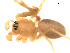  ( - CCDB-05156-C01)  @13 [ ] CreativeCommons - Attribution (2010) Gergin Blagoev, Centre for Biodiversity Genomics Centre for Biodiversity Genomics