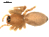  ( - CCDB-05156-C10)  @13 [ ] CreativeCommons - Attribution (2010) Gergin Blagoev, Centre for Biodiversity Genomics Centre for Biodiversity Genomics
