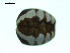  ( - CCDB-05157-D10)  @12 [ ] CreativeCommons - Attribution (2010) Gergin Blagoev, Centre for Biodiversity Genomics Centre for Biodiversity Genomics