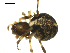  ( - CCDB-05157-G10)  @11 [ ] CreativeCommons - Attribution (2010) Gergin Blagoev, Centre for Biodiversity Genomics Centre for Biodiversity Genomics