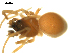  ( - CCDB-05157-H02)  @12 [ ] CreativeCommons - Attribution (2010) Gergin Blagoev, Centre for Biodiversity Genomics Centre for Biodiversity Genomics