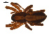  ( - CCDB-05296-A04)  @13 [ ] CreativeCommons - Attribution (2009) Gergin Blagoev, Centre for Biodiversity Genomics Centre for Biodiversity Genomics
