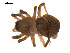  (Tricholathys sp. 1GAB - CCDB-05296-C05)  @13 [ ] CreativeCommons - Attribution (2009) Gergin Blagoev, Centre for Biodiversity Genomics Centre for Biodiversity Genomics