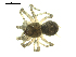 ( - CCDB-05302-A03)  @13 [ ] CreativeCommons - Attribution  Gergin Blagoev, Centre for Biodiversity Genomics Centre for Biodiversity Genomics