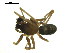  ( - CCDB-05302-A06)  @12 [ ] CreativeCommons - Attribution  Gergin Blagoev, Centre for Biodiversity Genomics Centre for Biodiversity Genomics