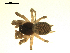  ( - CCDB-05302-A07)  @13 [ ] CreativeCommons - Attribution  Gergin Blagoev, Centre for Biodiversity Genomics Centre for Biodiversity Genomics