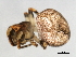  ( - CCDB-04550-C11)  @12 [ ] CreativeCommons - Attribution (2010) Unspecified Centre for Biodiversity Genomics