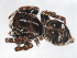  ( - CCDB-04552-C09)  @12 [ ] CreativeCommons - Attribution (2010) Unspecified Centre for Biodiversity Genomics
